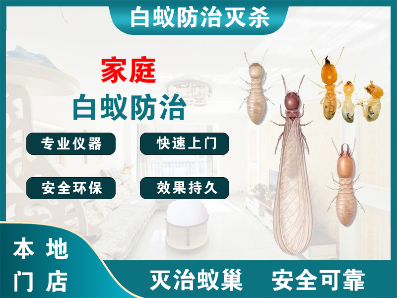 台州家庭白蚁防治